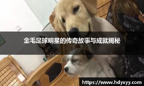 金毛足球明星的传奇故事与成就揭秘